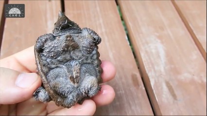 Ce bébé tortue serpentine a l'air féroce... Attention les doigts