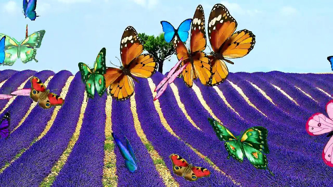 GREEN SCREEN BUTTERFLIES