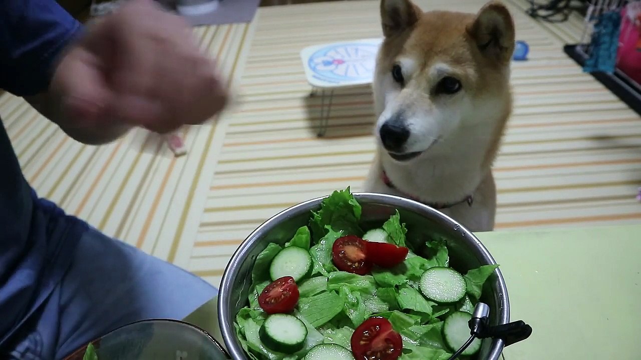 柴犬小春 時にはシャキシャキ草食犬 野菜盛り食べてみた Asmr 音フェチ 飯テロshiba Koharu Eats Vegetable Salad 動画 Dailymotion