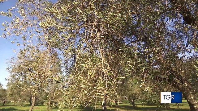 Puglia, Sindaci e medici si ribellano all'Unione Europea: no ai pesticidi sui nostri ulivi, tuteliamo ambiente e salute dai veleni. Amministrazioni emettono ordinanze contro l'ordine di Bruxelles