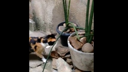 Un rat prend la fuite devant un chat