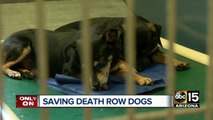Valley man saving dogs from death row
