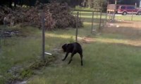Dog pees on electric fence...!!!Really Funny Video...!!!