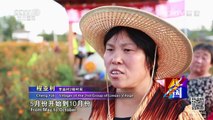 《走遍中国》 20161108 种下梦想 | CCTV-4