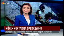 Köpek kurtarma operasyonu