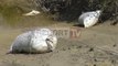 Vlorë gjendet rreth 1 ton hashash i ndarë në 30 thasë i braktisur në një pyll në zonën e Novoselës