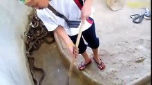 rafts of cobra snakes honor the same snake-cage sweeper