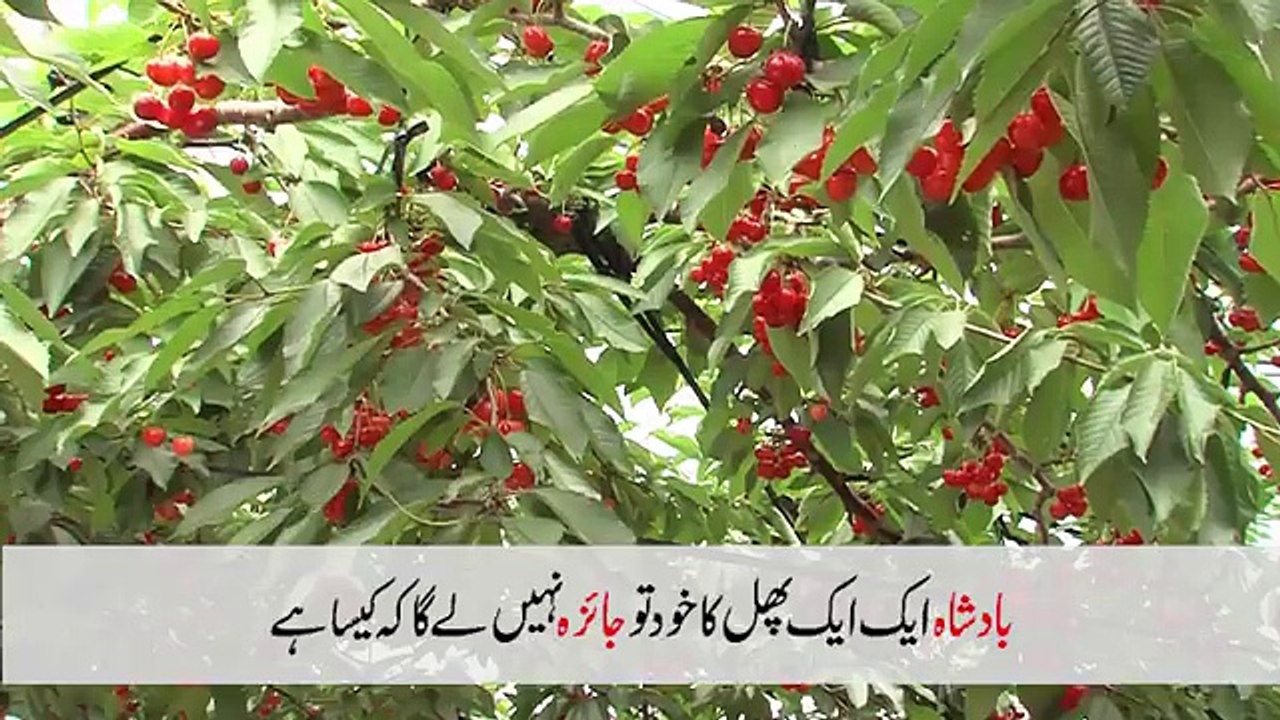 Heart Touching Video