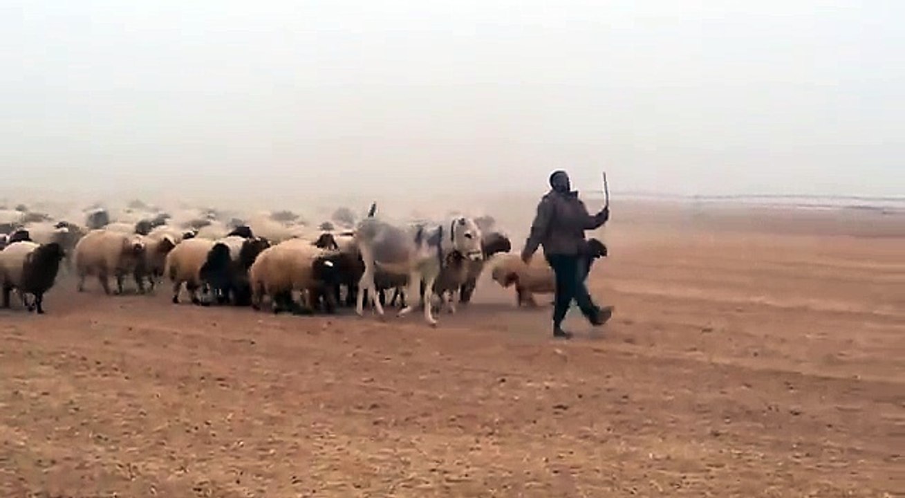 Parade with Animals