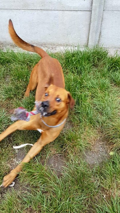 tyron à adopter