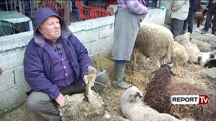 Report TV - Në kushte skandaloze tregëtohet gjëja e gjallë në Rrogozhinë