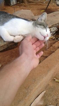 Impossible de le réveiller, ce chat dort à poings fermés