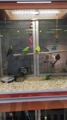 Parrots Turn Perch into Swing