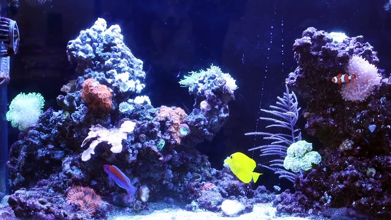 FISH Starvation Causes Dying Aquarium Disaster! Life After College