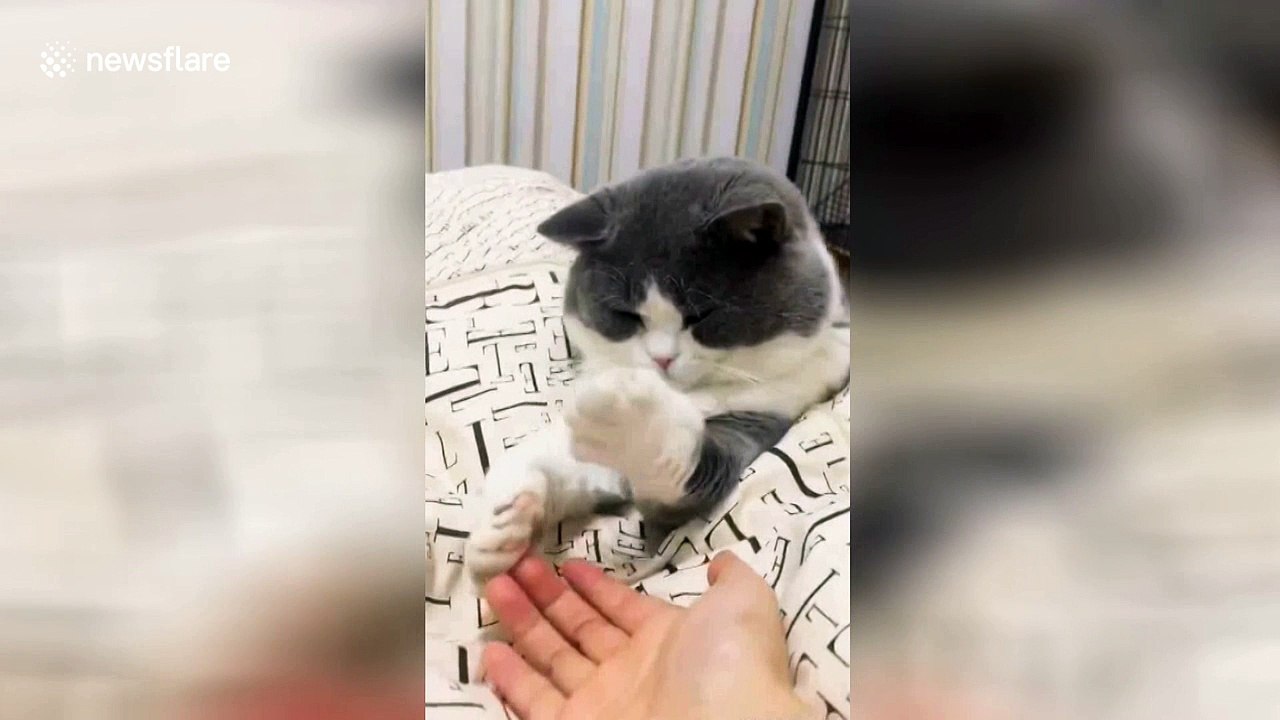 Cat refuses to shake hands with owner