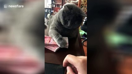 Miser cat won't let owner near money