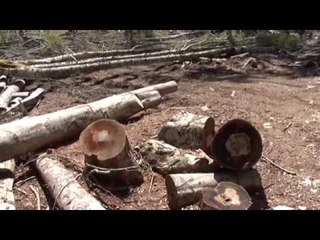 Pyjet, ekspertët: Në Shqipëri priten 3 - 5 herë më shumë sesa mbillen