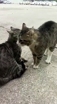 Comment séparer deux chats en plein combat