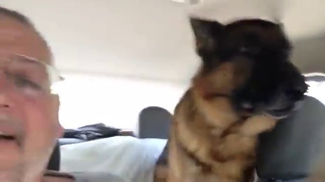 Ce chien vient de comprendre qu'il arrivait chez le vétérinaire... Adorable