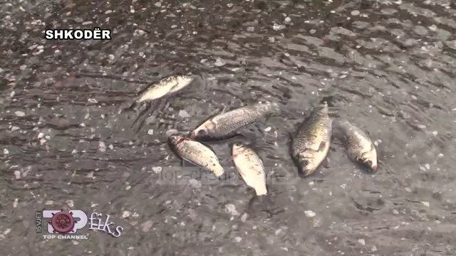 Tigani në zjarr, krapi në rrugët e Shkodrës - Top Channel Albania - News - Lajme