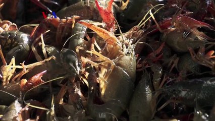 Crawfish, Lobster Kecil Khas Louisiana