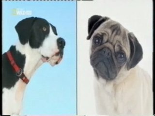 Razas caninas: Evolucion de los perros