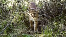 Mountain Lions: Big Cats in High Places