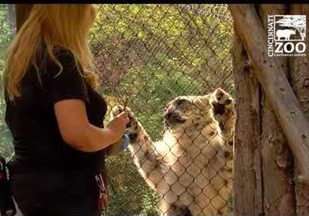Cincinnati Zoo's Possibly-Pregnant Snow Leopard Shows Off For Ultrasound
