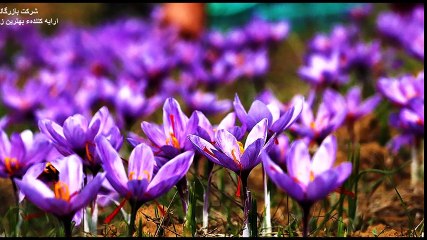 Types & Trade of Saffron 🌿