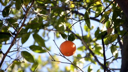 Fruit Hanging On A Branch