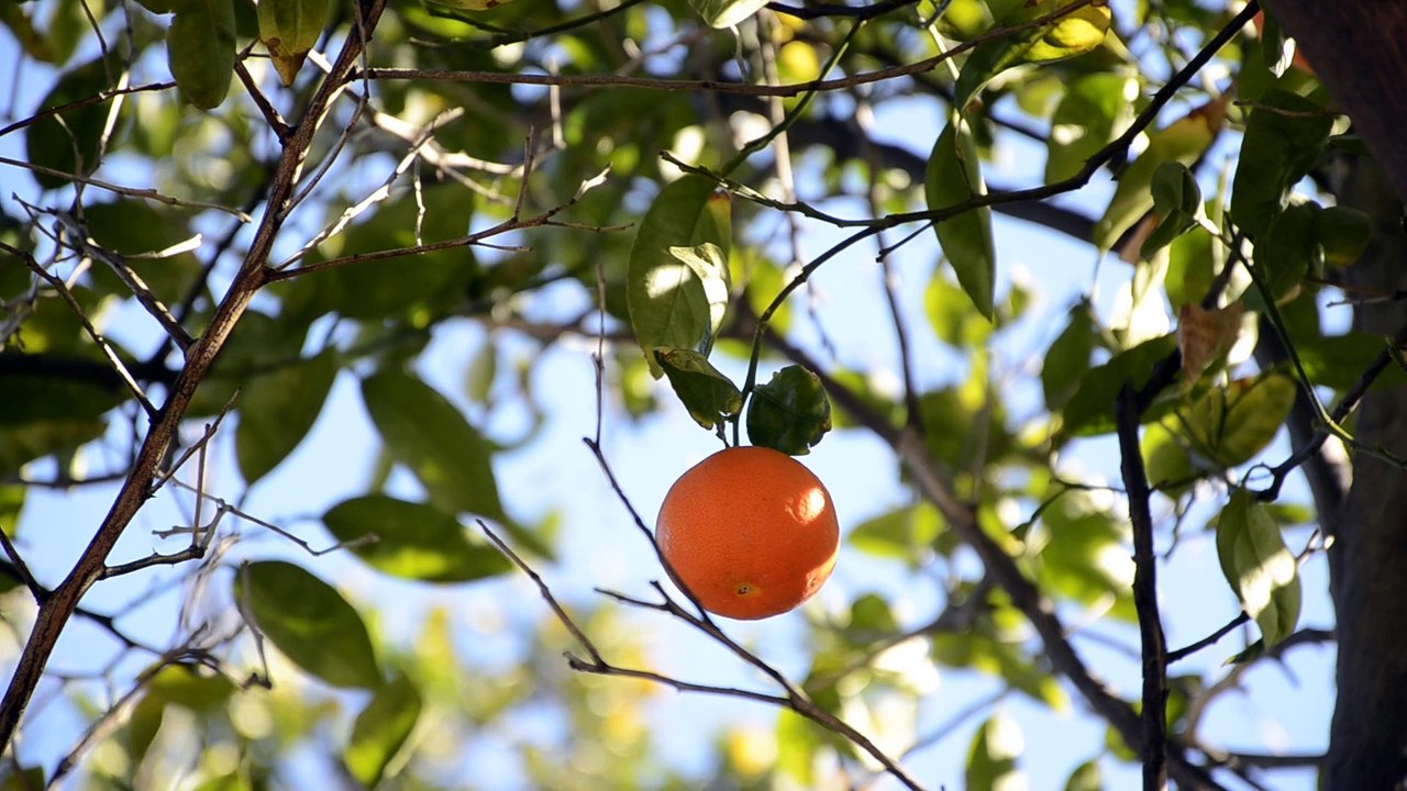 Fruit Hanging On A Branch