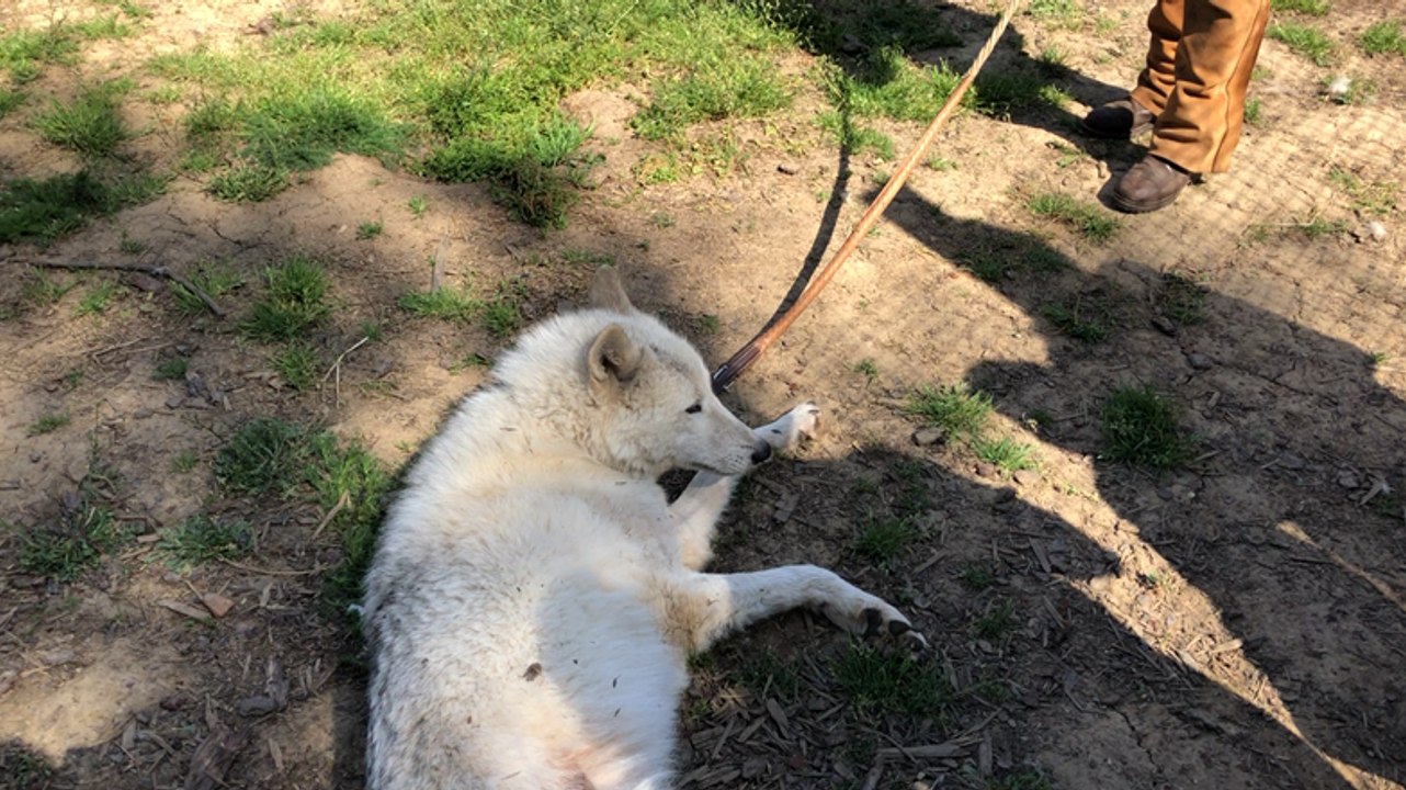À la rencontre des loups au camping les Tipis du bonheur de vivre