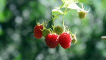 Close Up Video Of Raspberries