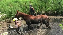 Oreye: un cheval sauvé dans le Geer 3/3