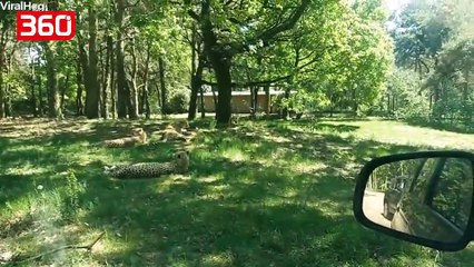 Njihuni me familjen e vitit/ Mamaja hap dyert e makinës dhe nxjerr fëmijët e vegjël afër çitave të egra (360video)