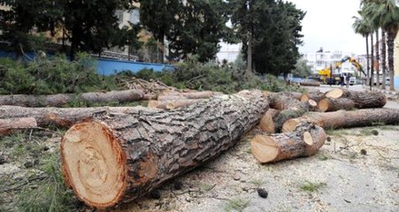 Antalya'da 65 Yıllık Çamlar "Öğrencilerde Alerji Yapıyor" Diye Kesildi