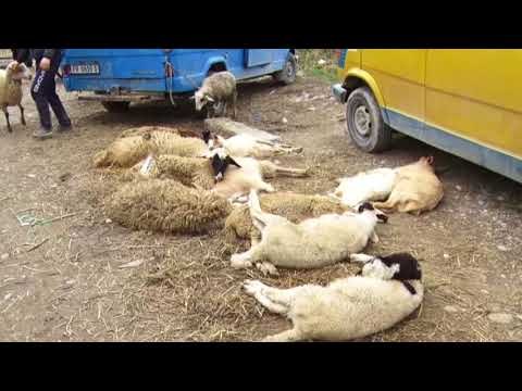 Tregu i pistë i Rrogozhinës, kafshët shiten në kushte të këqija - Top Channel Albania - News - Lajme