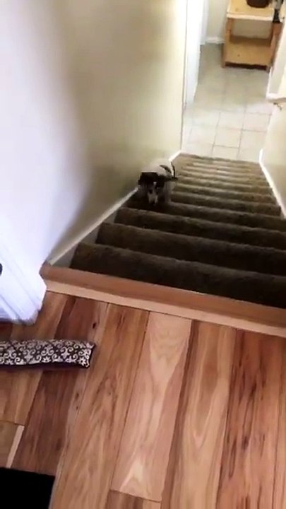 Un chien en surpoids monte un escalier