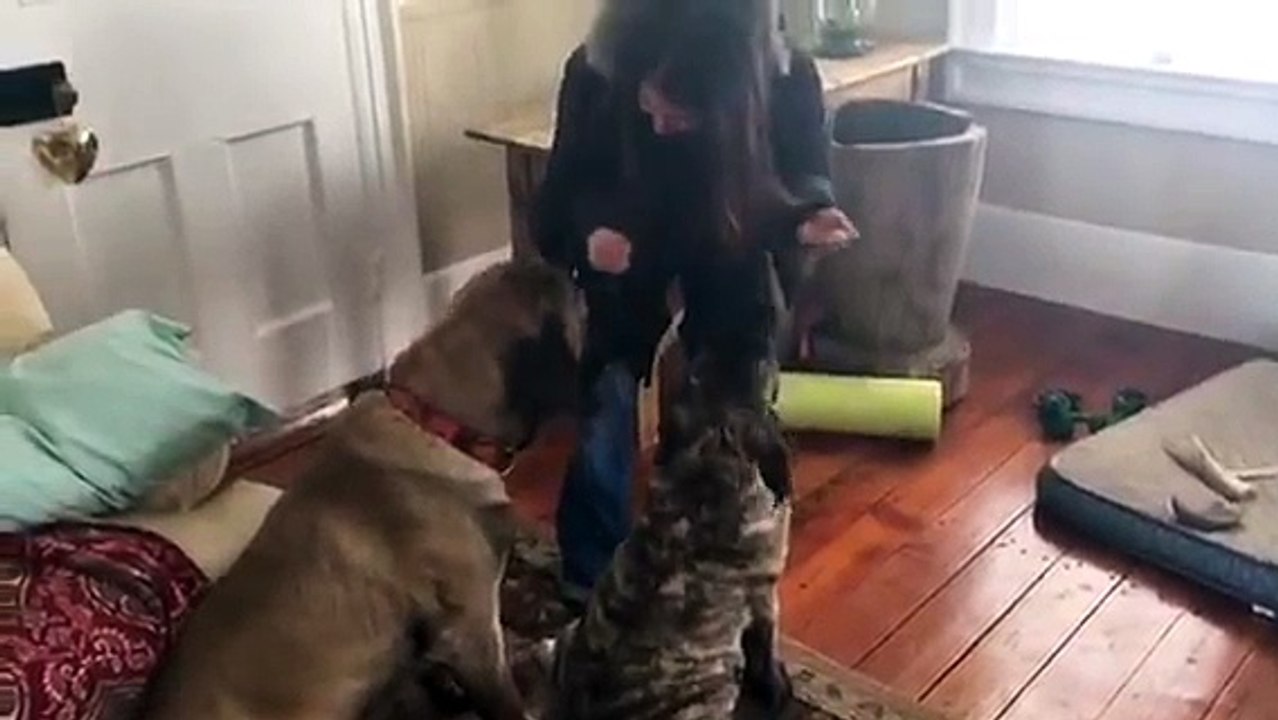 Un chien apprend à son frère à s'asseoir