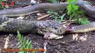 THE TOP 10 || TOP 10 SNAKES V.S ANIMALS || King Cobra, Cobra, King Snake VS Python, Leopard