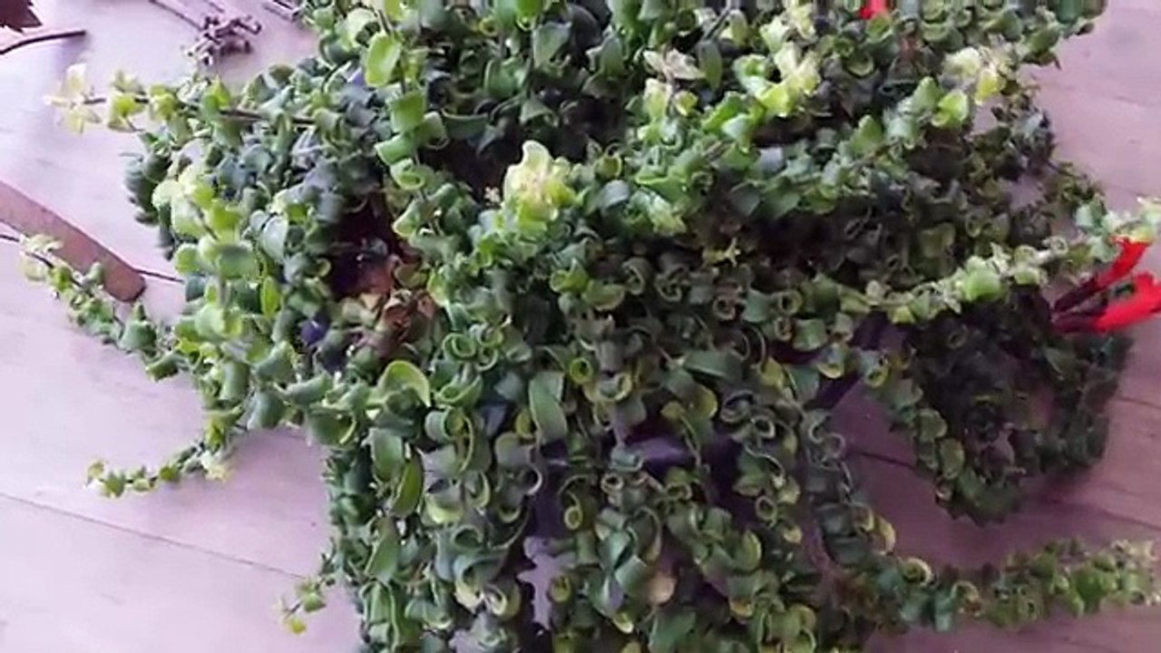 Plantas novas para a prateleira da varanda - VLOG - Decorando a prateleira da varanda
