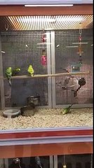 Ces perruches adorables font de la balançoire