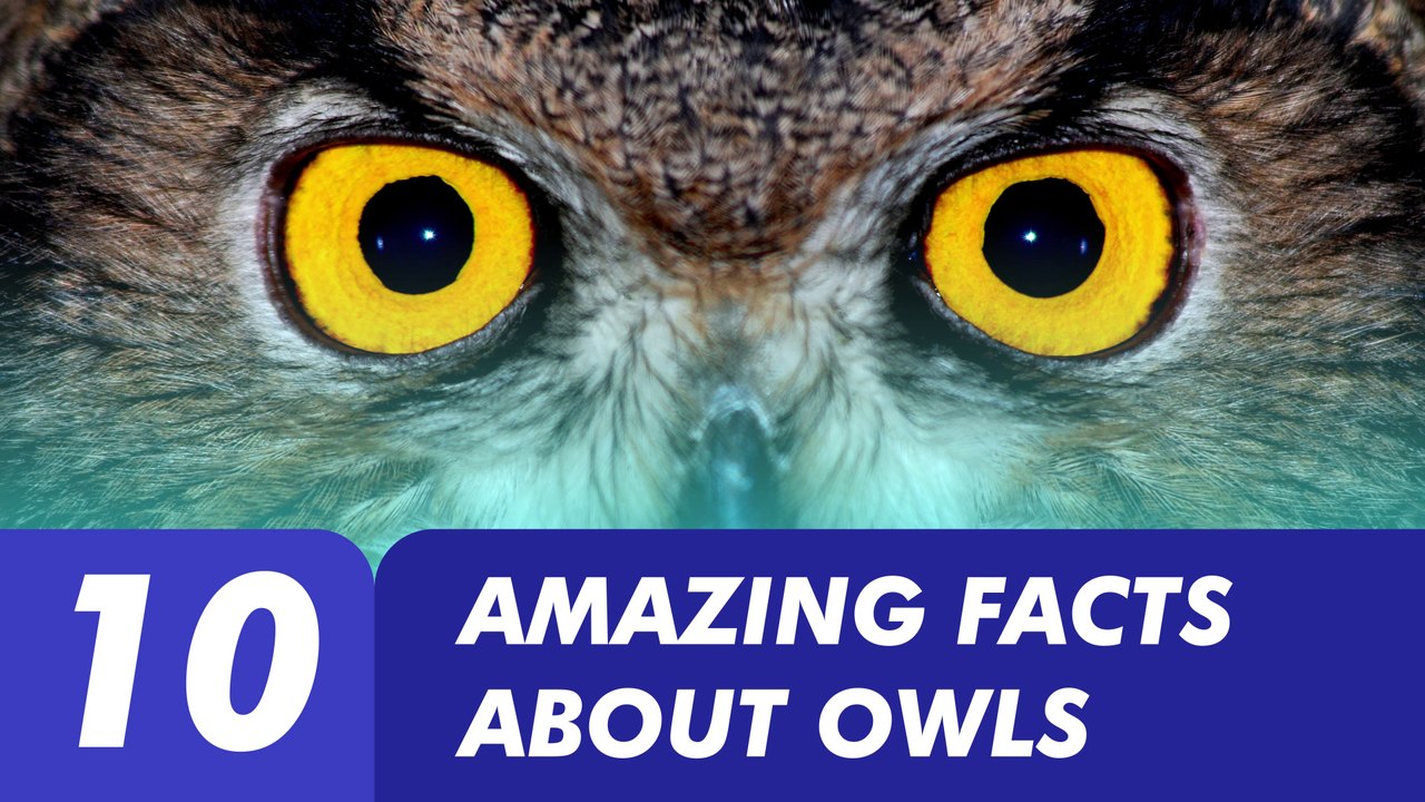 10 Amazing Facts about Owls