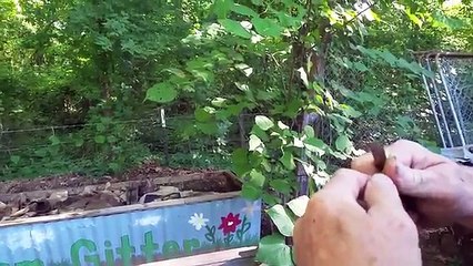 How to Make a Cane/Bamboo Fishing Pole EASY DIY