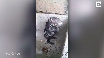 Un rat se lave comme un humain