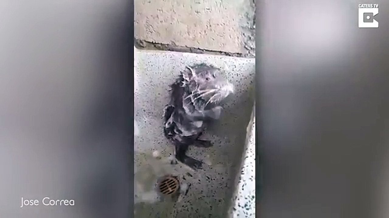 Un rat se lave comme un humain