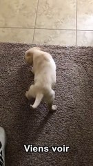 Offrir un chiot à sa copine (Fail)