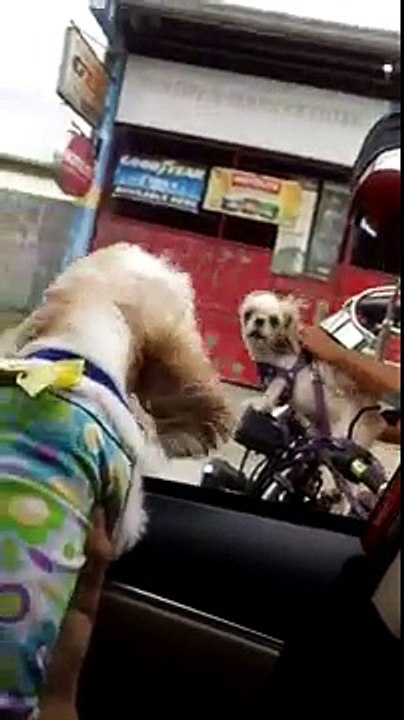 Road rage entre deux chiens