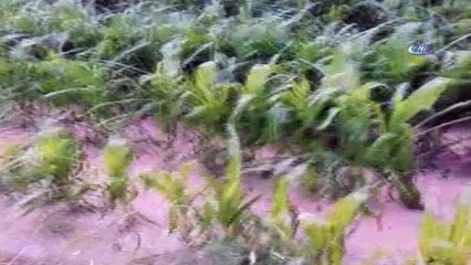 Adana’da şiddetli yağış çiftçiyi vurdu