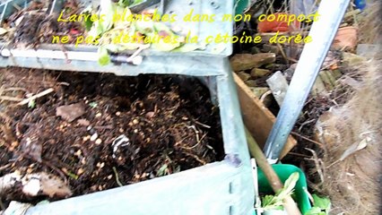 Larves blanches dans mon compost ne pas  détruire  la cétoine dorée  